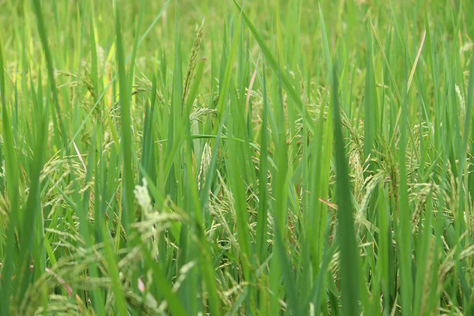农田绿色水稻z壁纸-