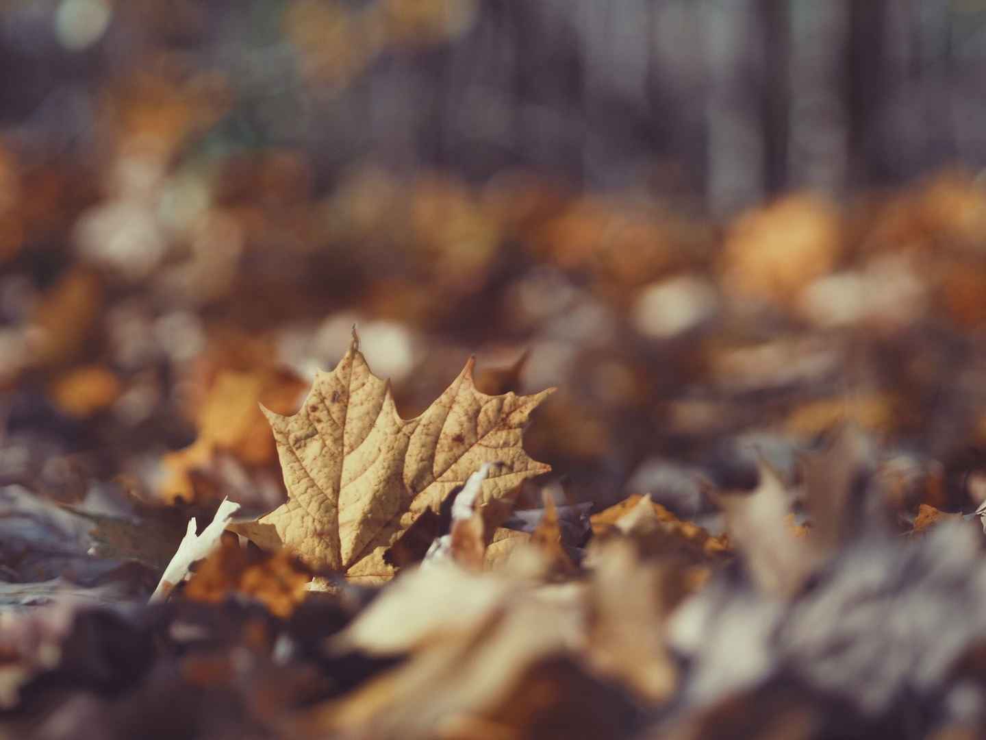 秋天的落叶图片高清