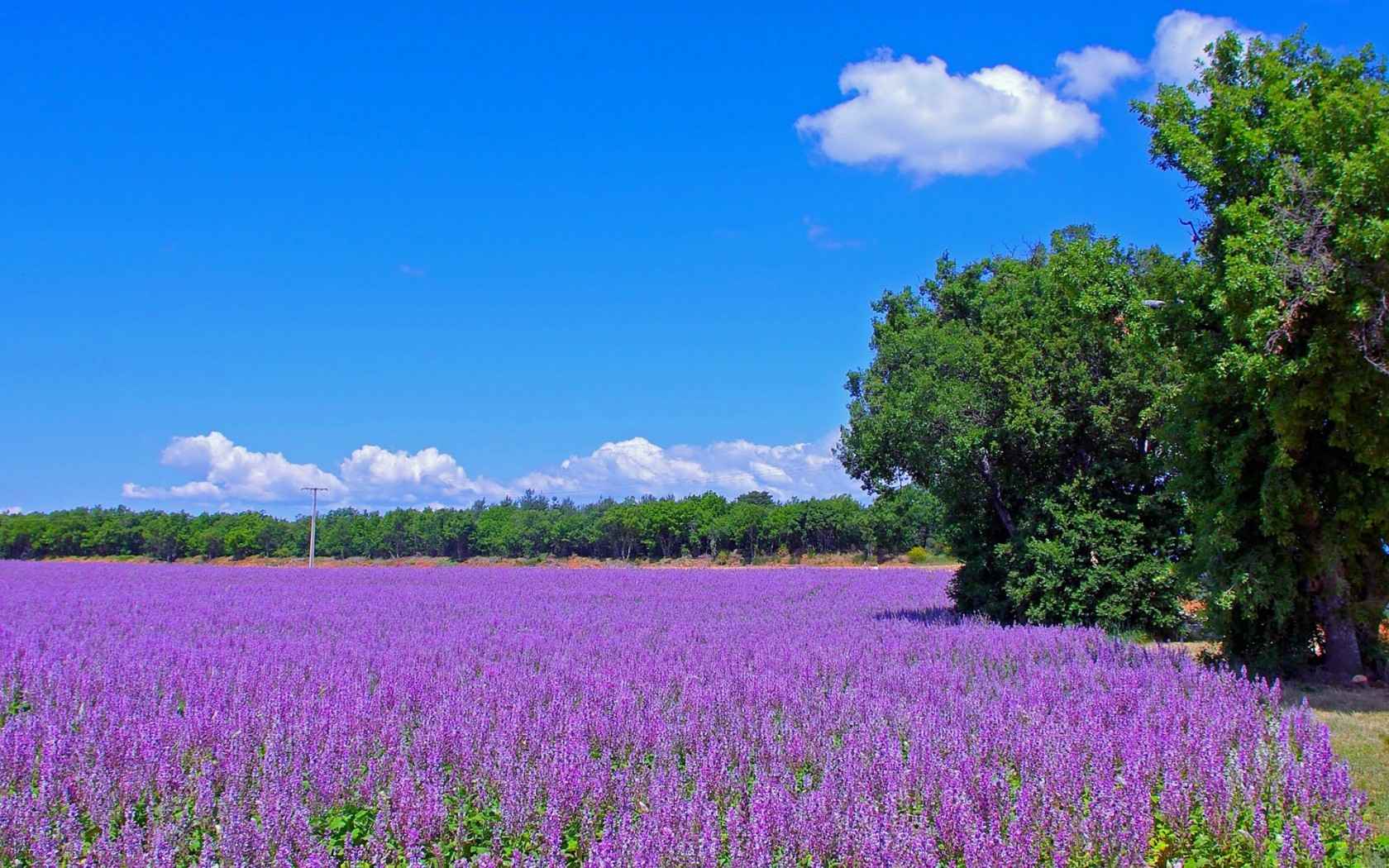 紫色薰衣草风景高清图片