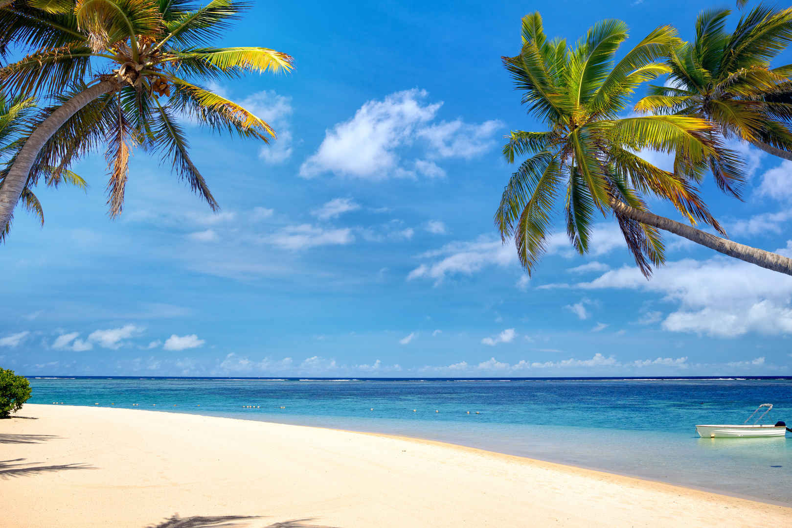 海滩椰子树高清图片