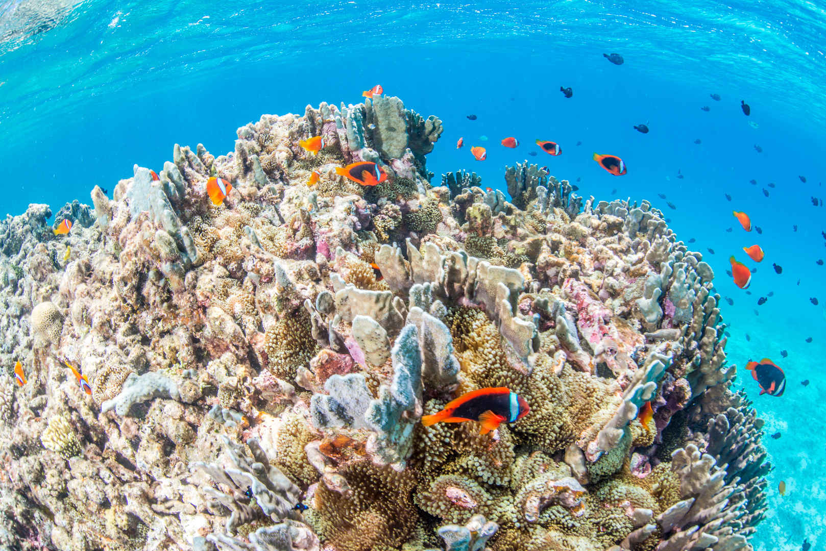 海底珊瑚鱼群高清图片-