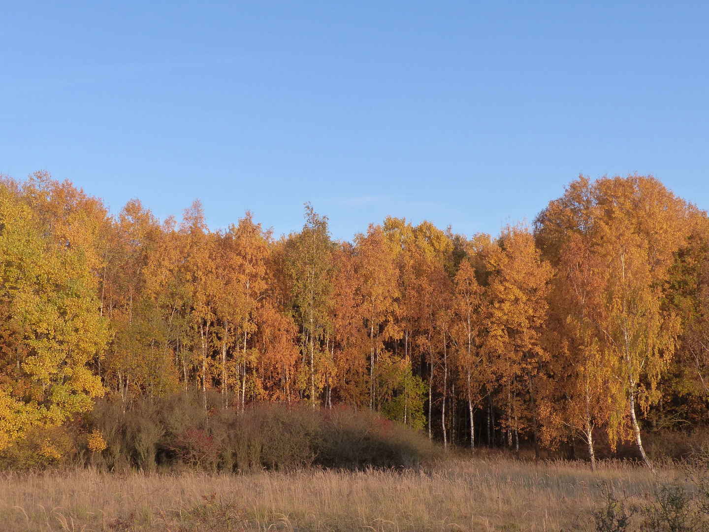 深秋的树林图片-