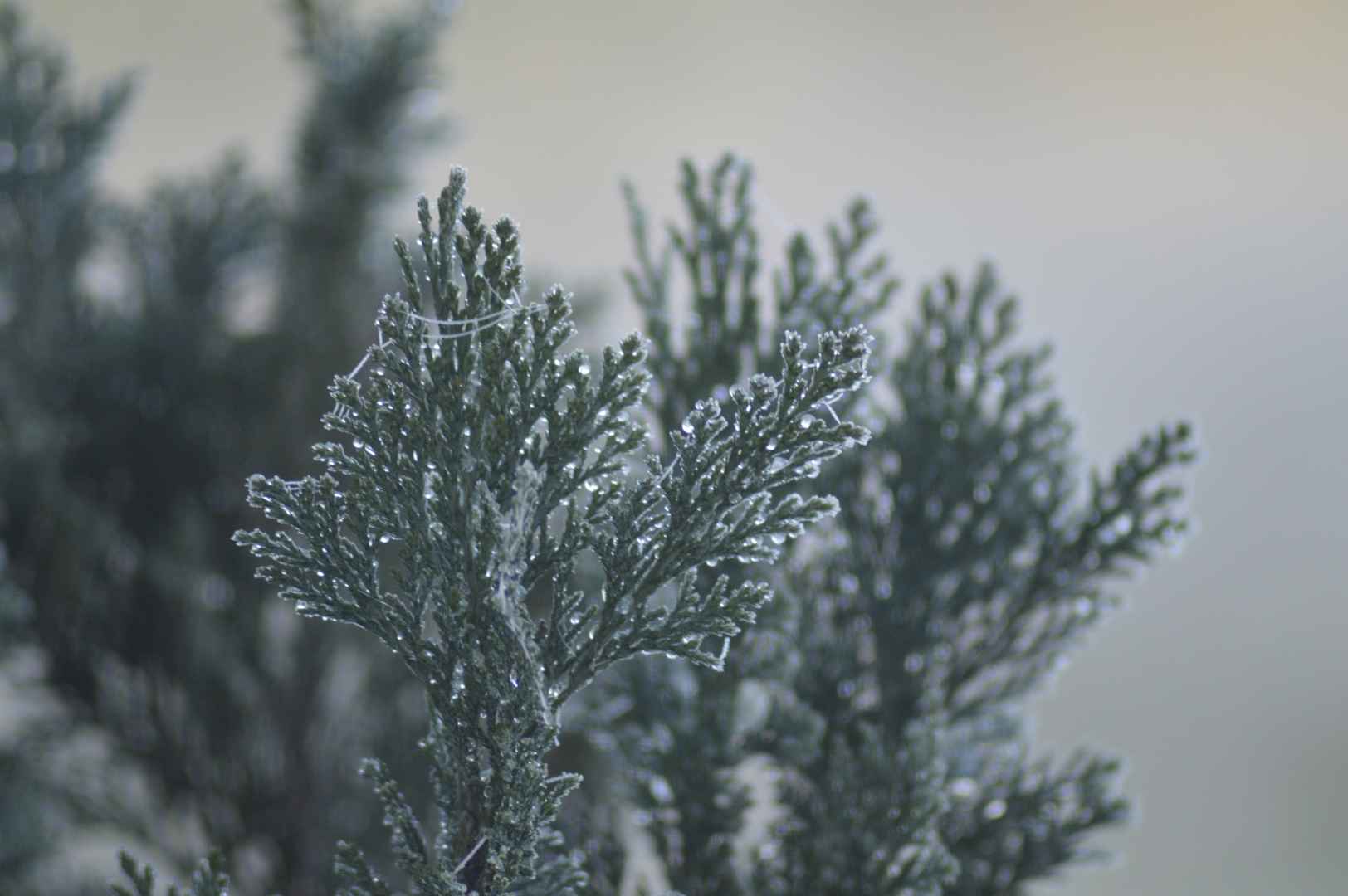 好看有趣的冬季冰挂植物风景图片