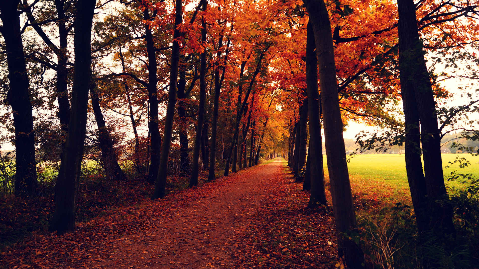 深秋的树林落叶风景图片