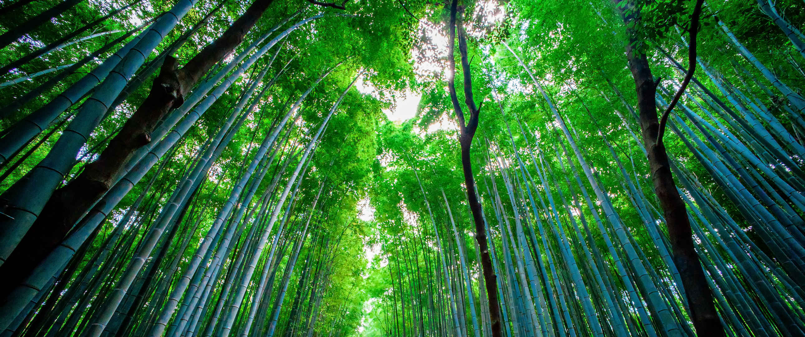 优美的竹林风景图片-