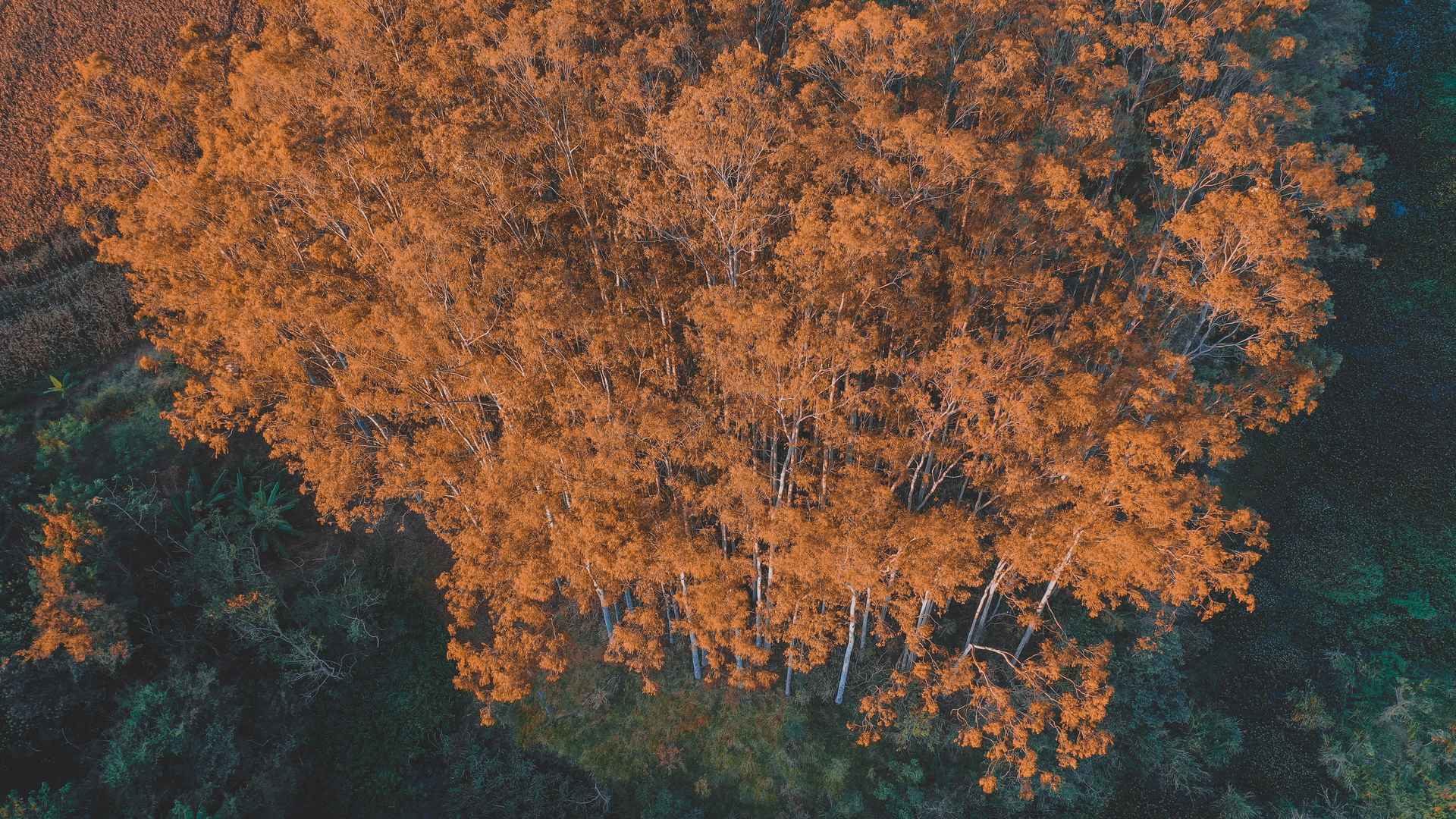 航拍秋天的树林图片-