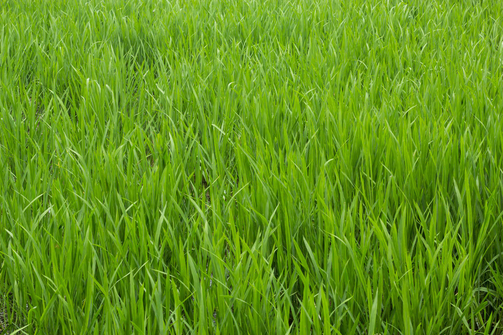 绿油油的水稻稻田图片-