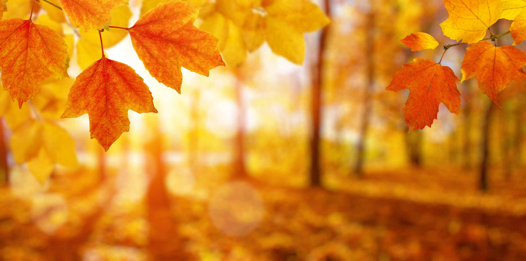 阳光射在秋天叶子上唯美壁纸-