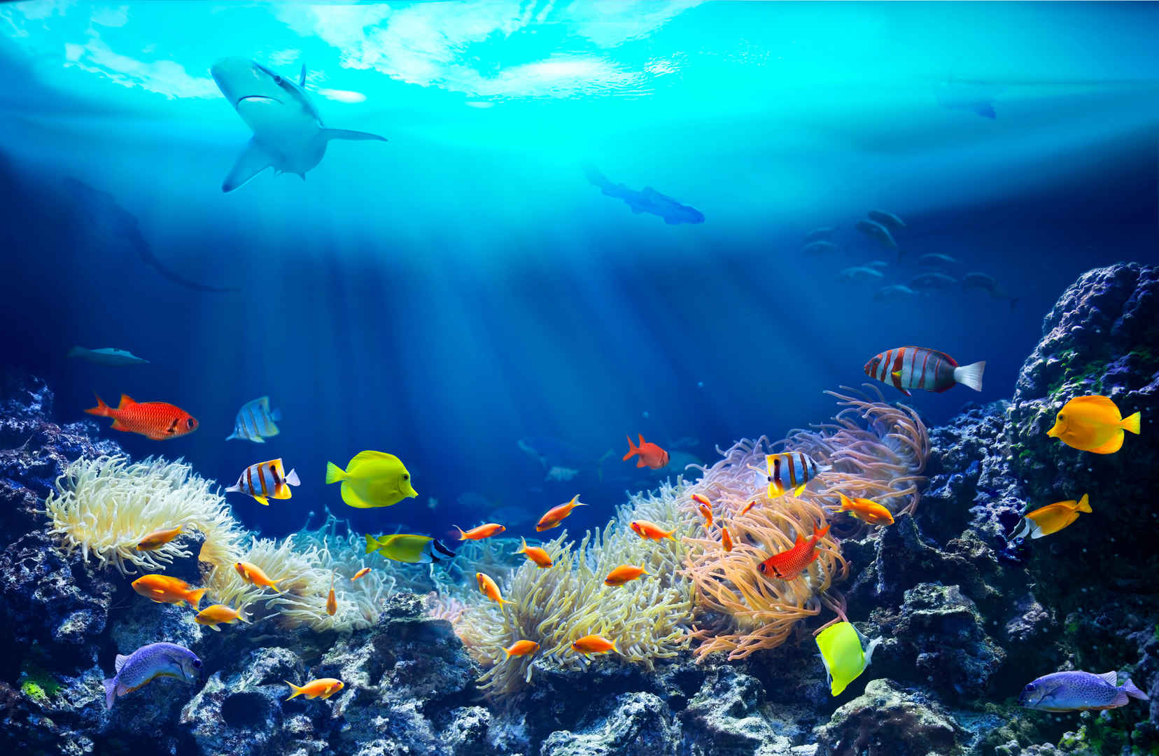 珊瑚礁里的生物海底世界壁纸-