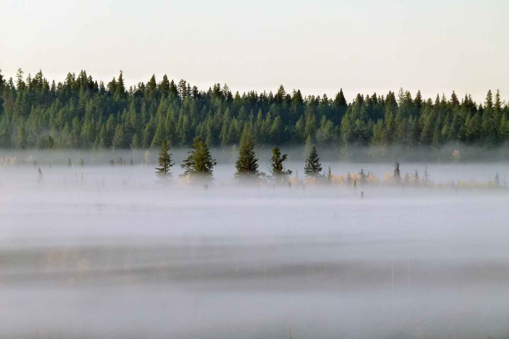 雾天的森林图片-