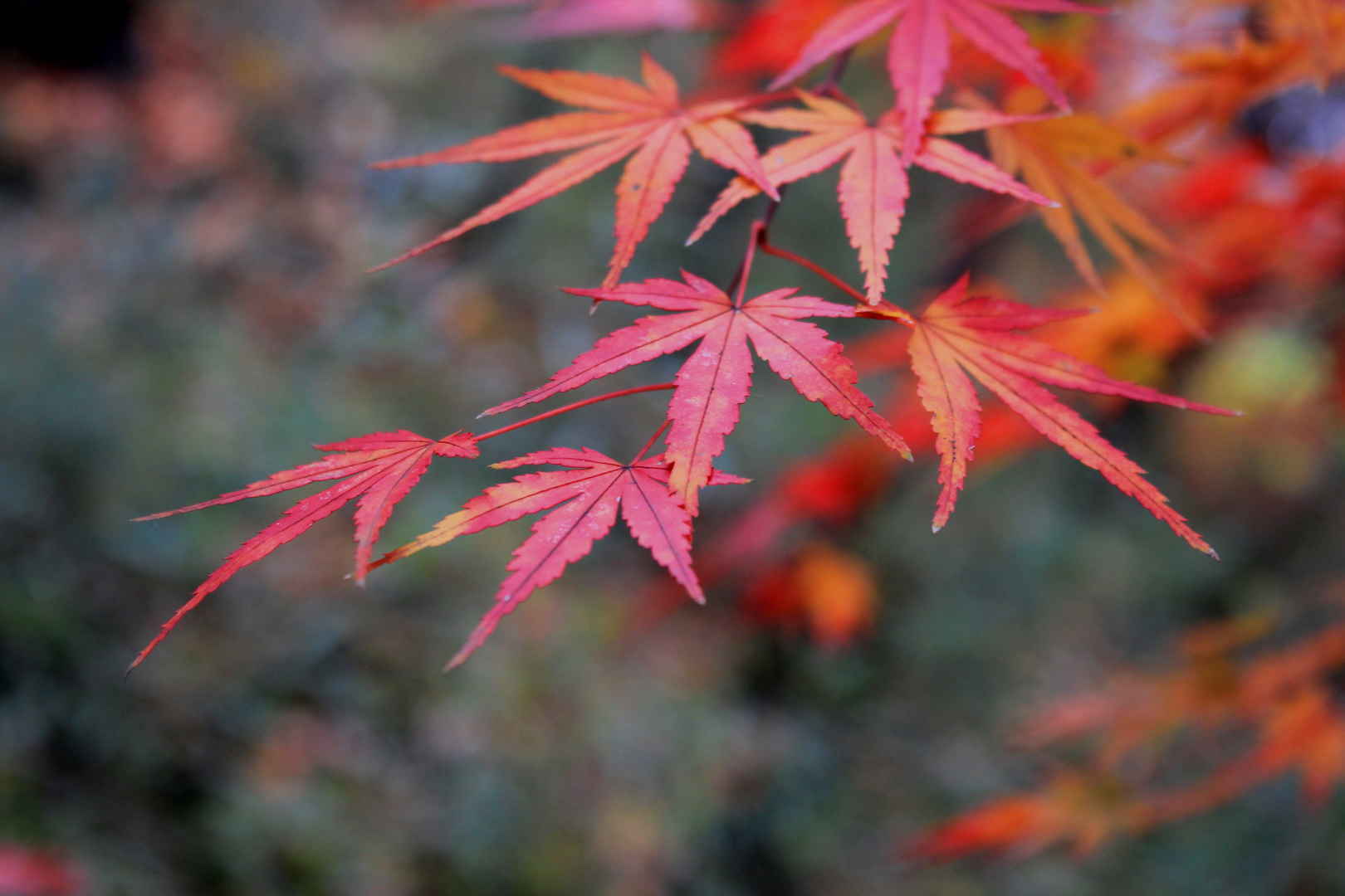秋日的红叶壁纸图片-