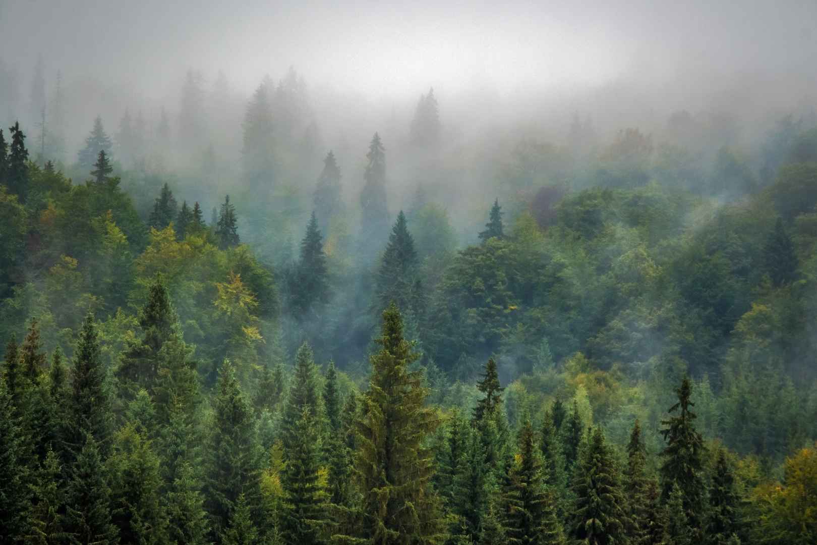 雾气缭绕的森林图片-