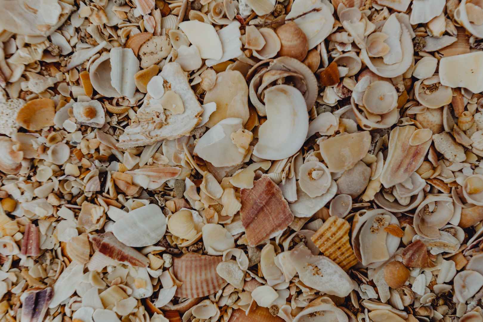 沙滩贝壳和小石子的图片-