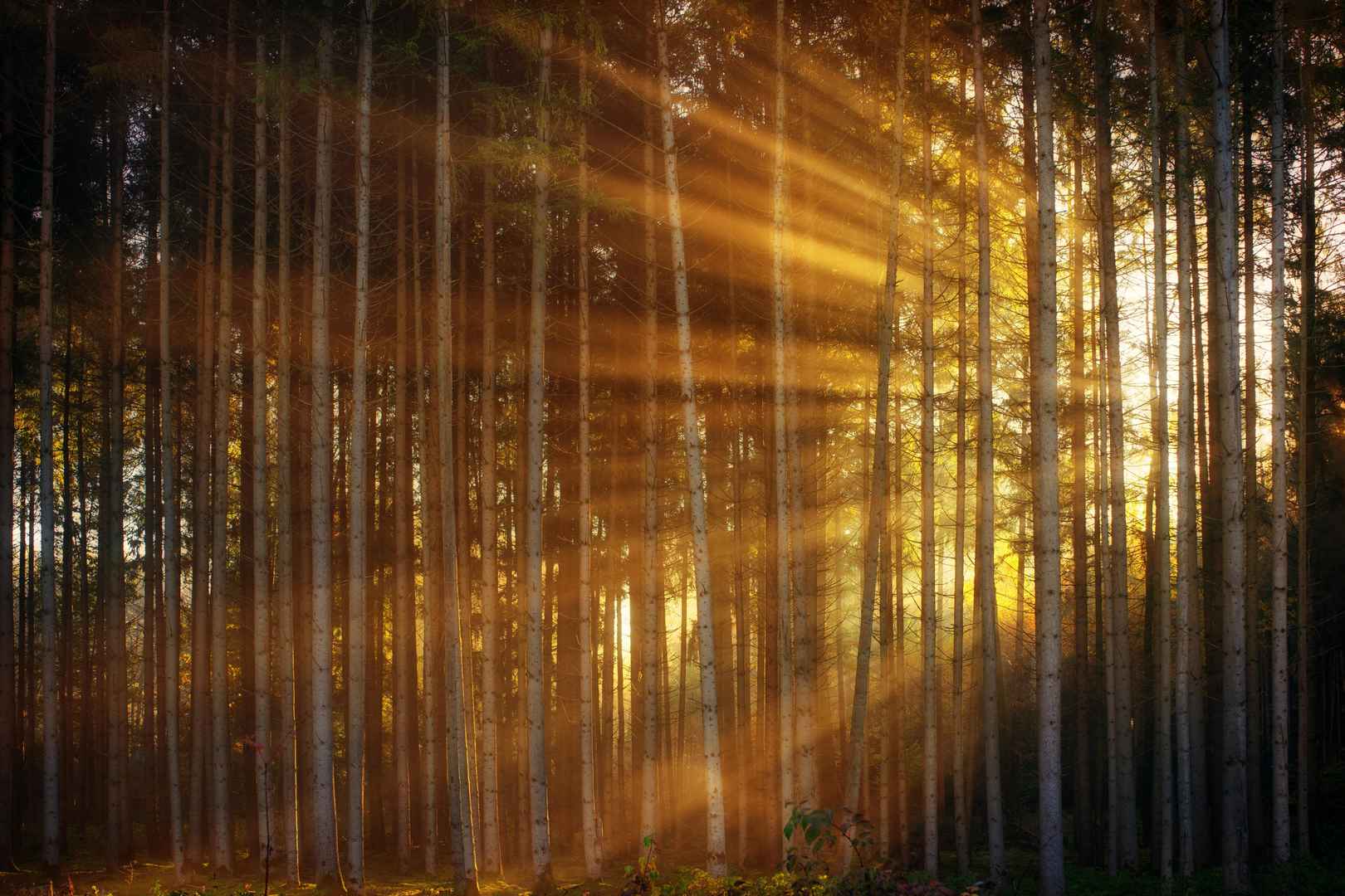 阳光下的森林图-