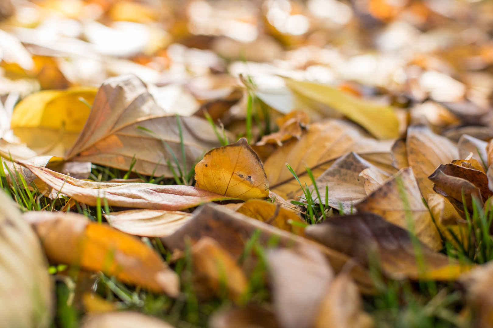 秋季凋零的枯黄落叶图片-