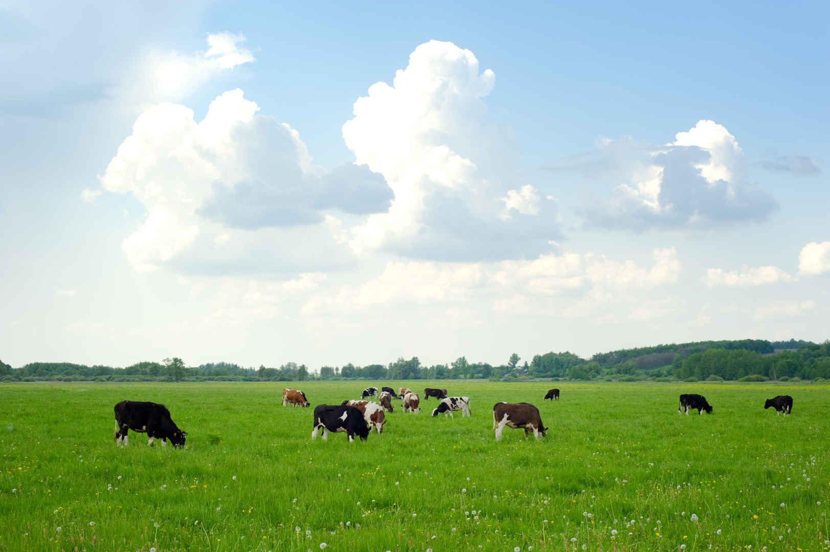 自然农场景观草原上吃草的奶牛