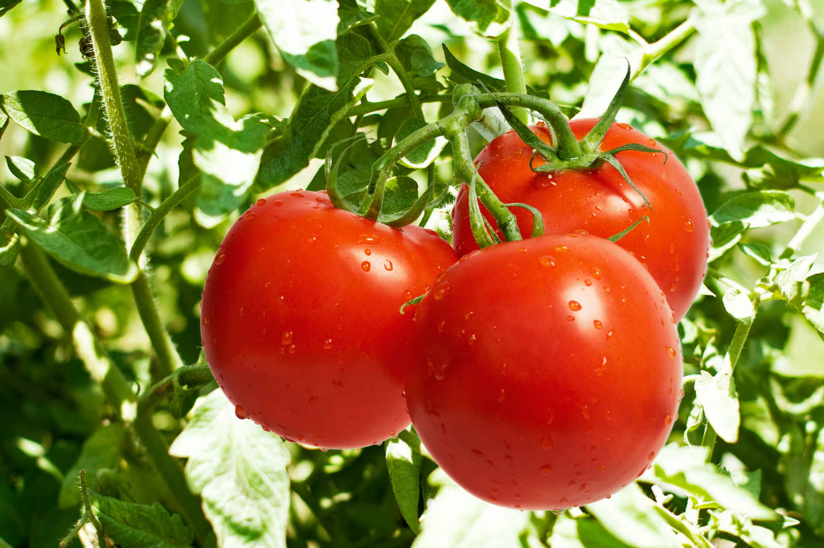 西红柿番茄挂在秧子上壁纸-