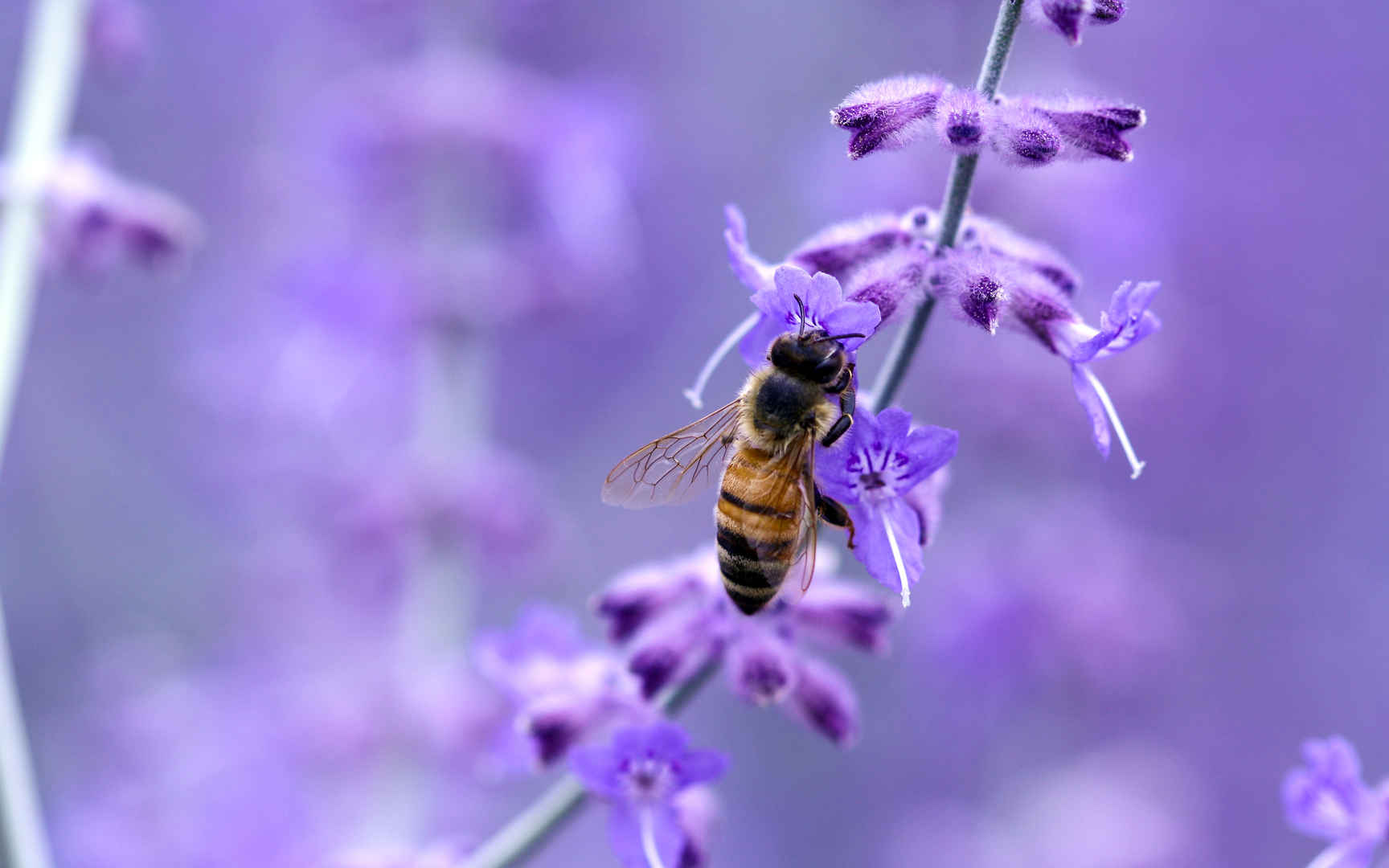 紫色花朵上的蜜蜂壁纸