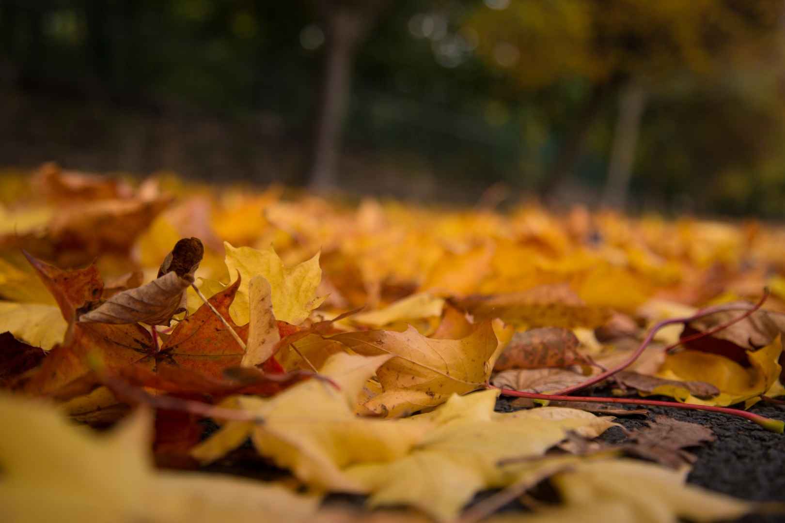 秋季落叶风景图片-