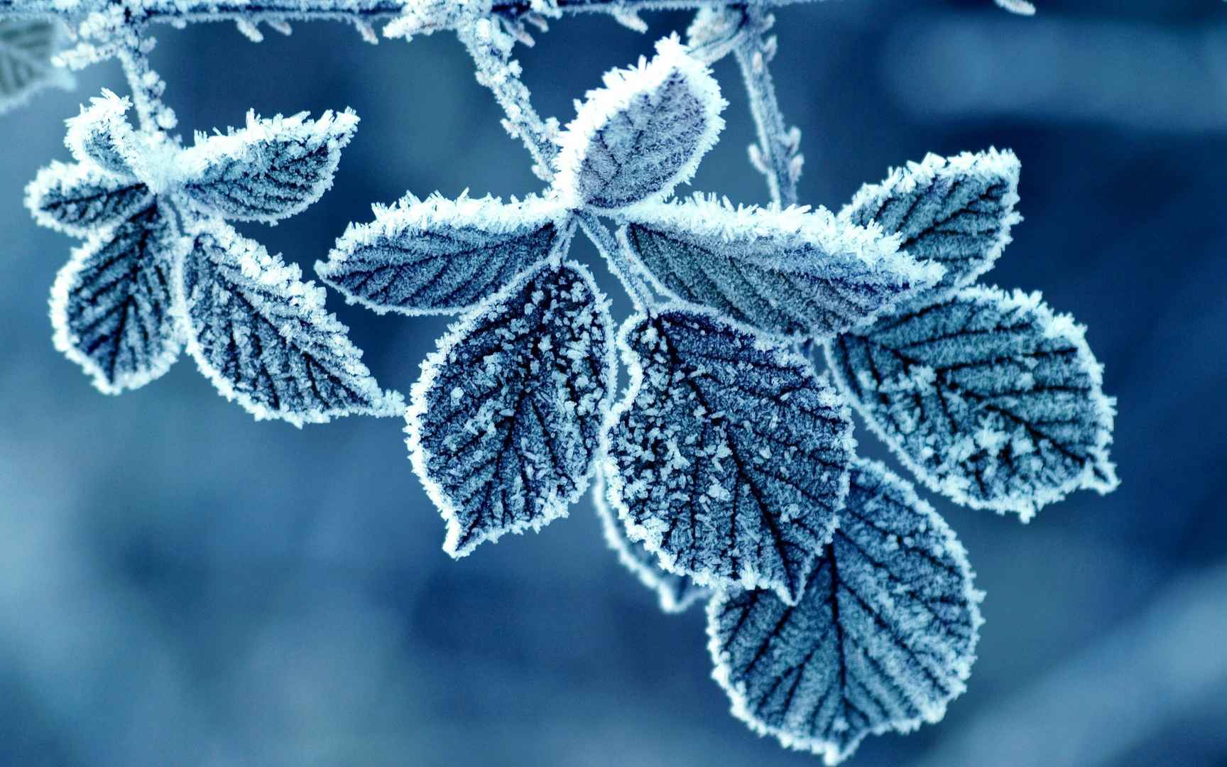 结霜植物雪景壁纸图片-