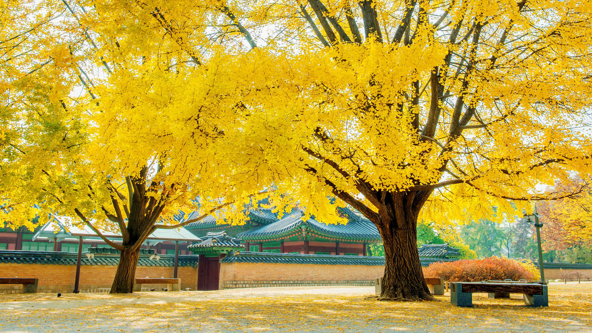 银杏树下秋天街景壁纸