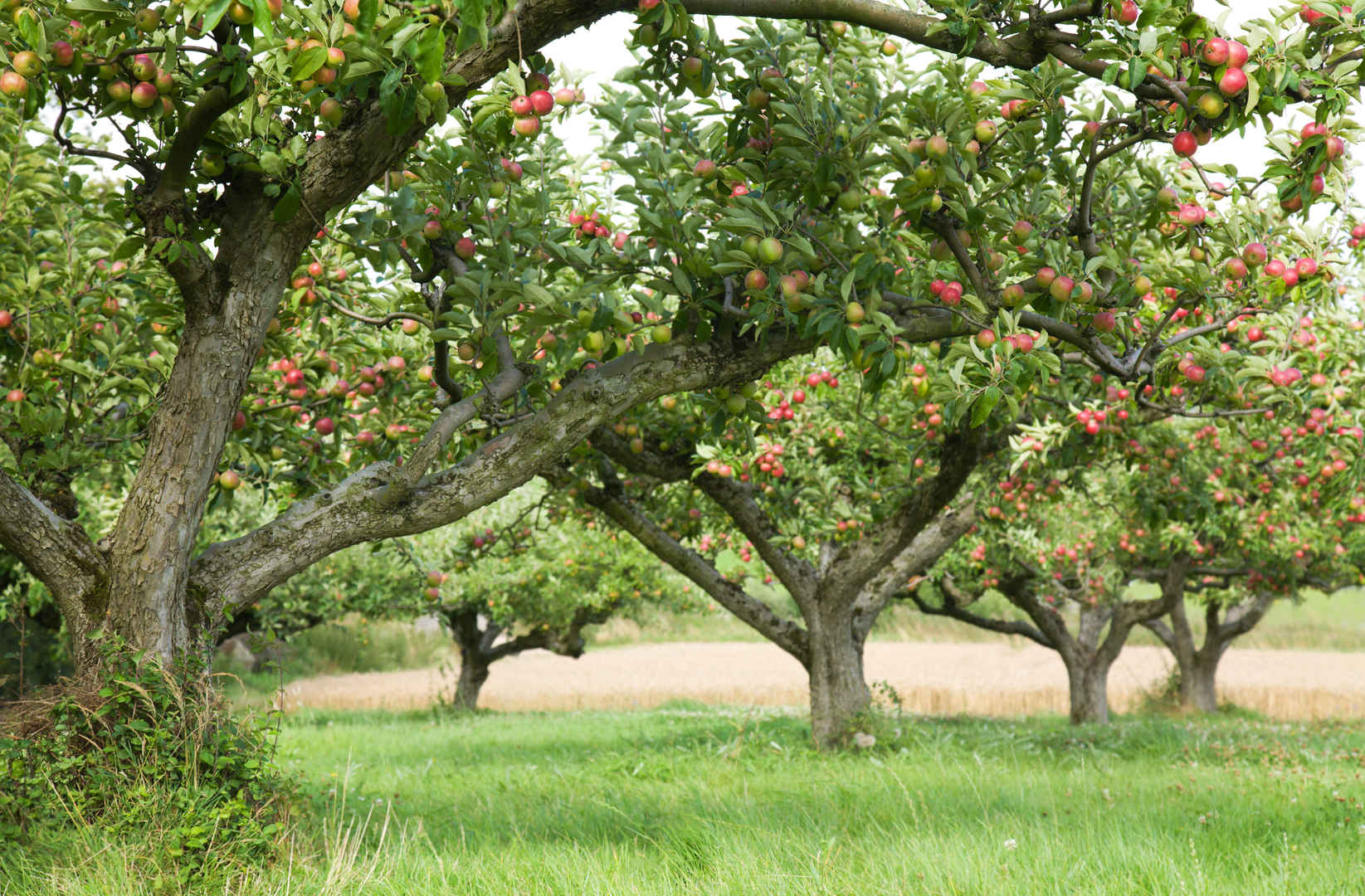 苹果树挂满苹果养眼壁纸