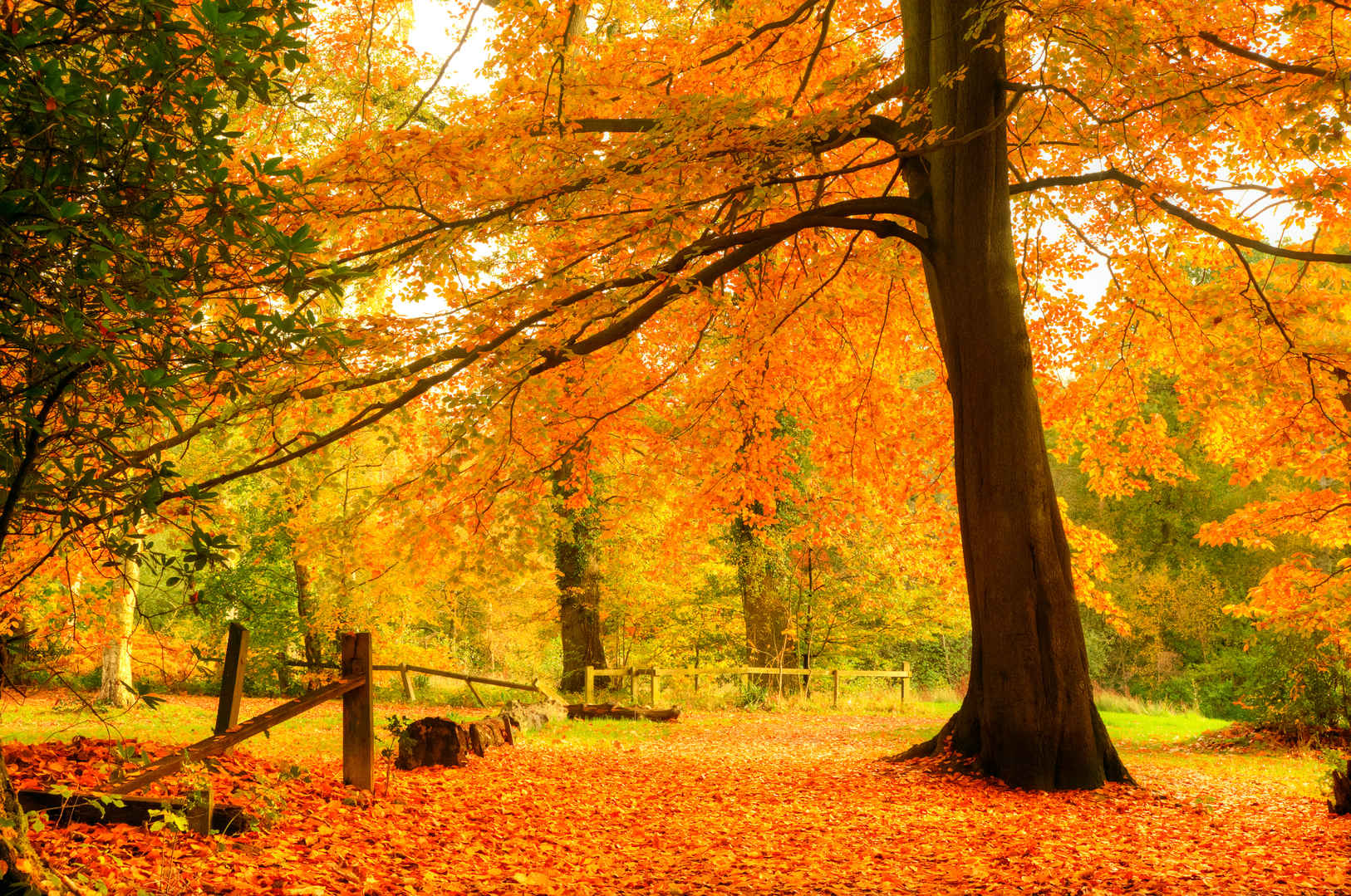 秋季色彩艳丽细致入4K高清壁纸