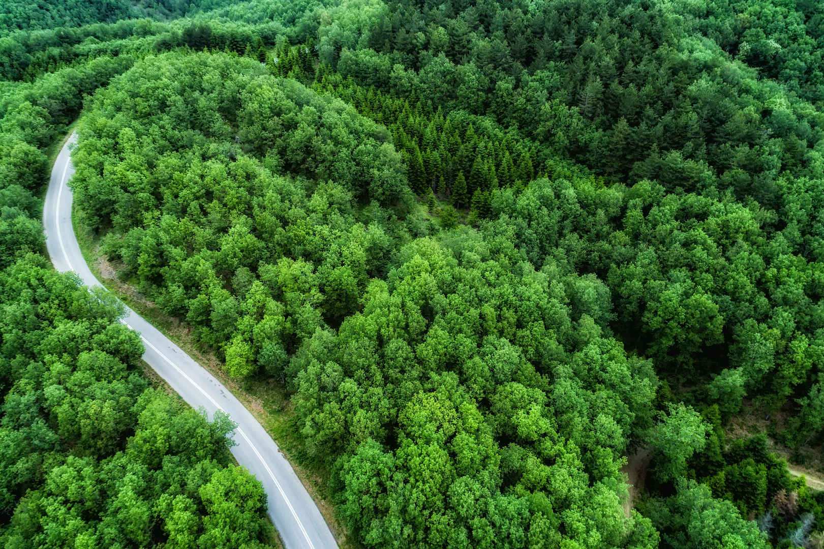 绿色森林中公路穿境而过5K壁纸-
