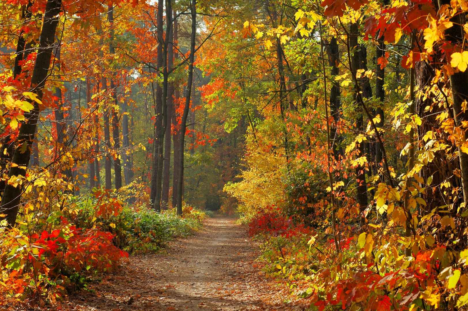 秋季林间道路彩色落叶唯美壁纸-