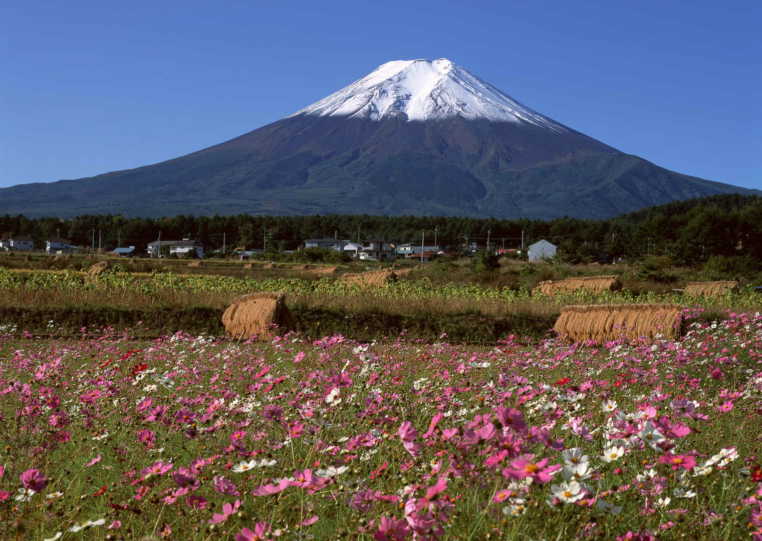 春天日本富士山壁纸图片-