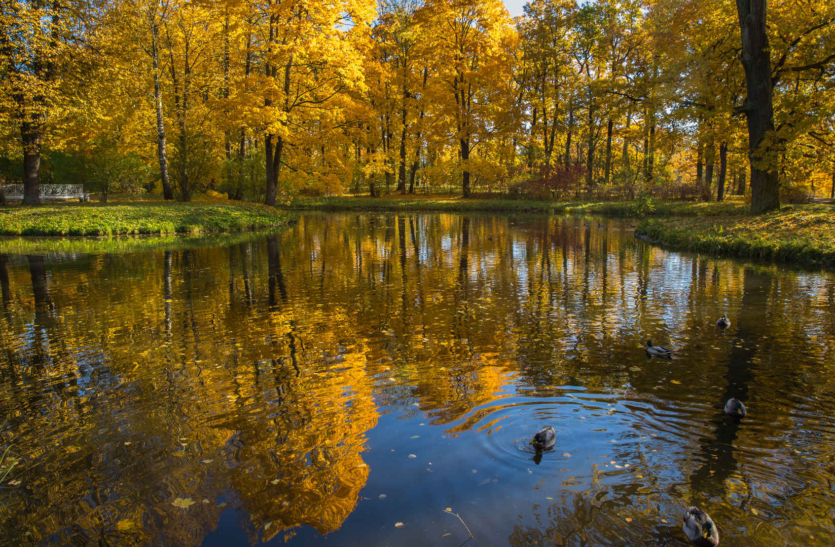 俄罗斯园林园林唯美秋季风景图片