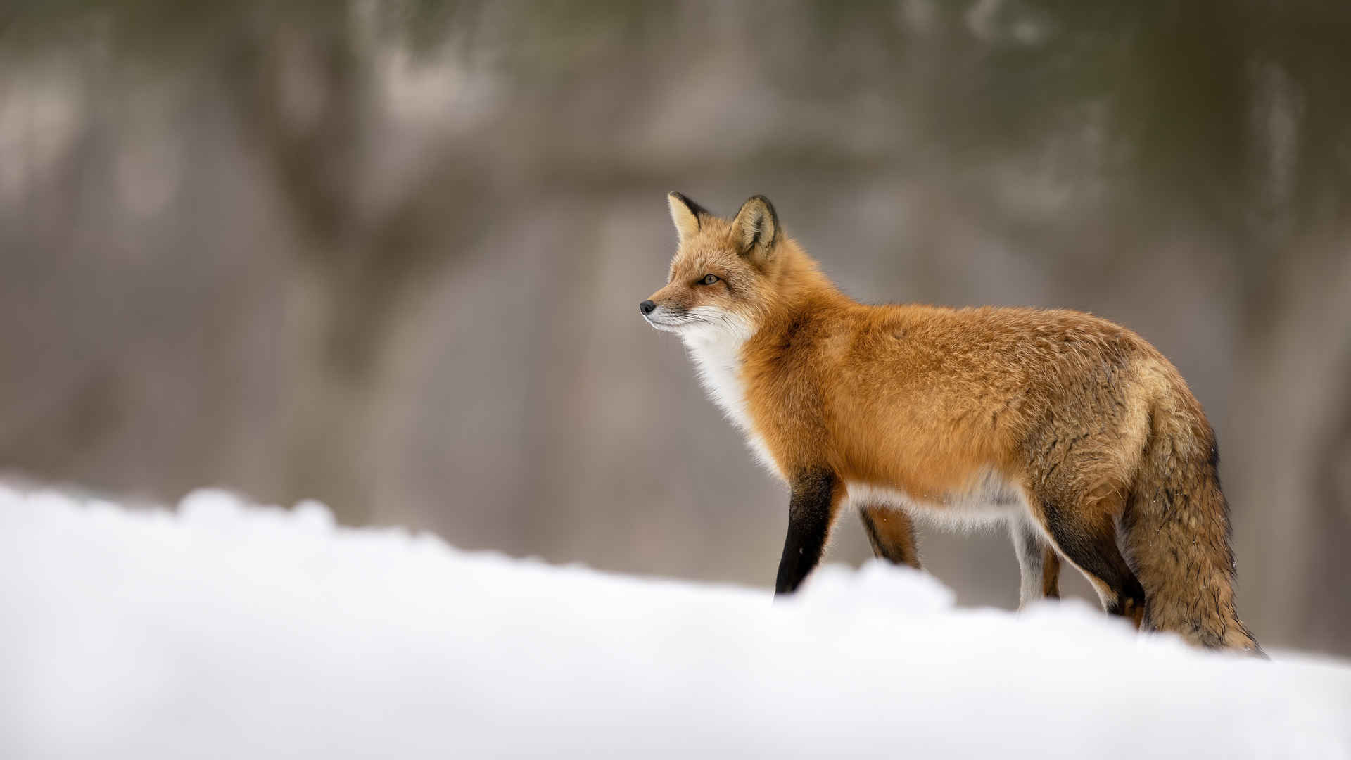 雪地里的狐狸壁纸