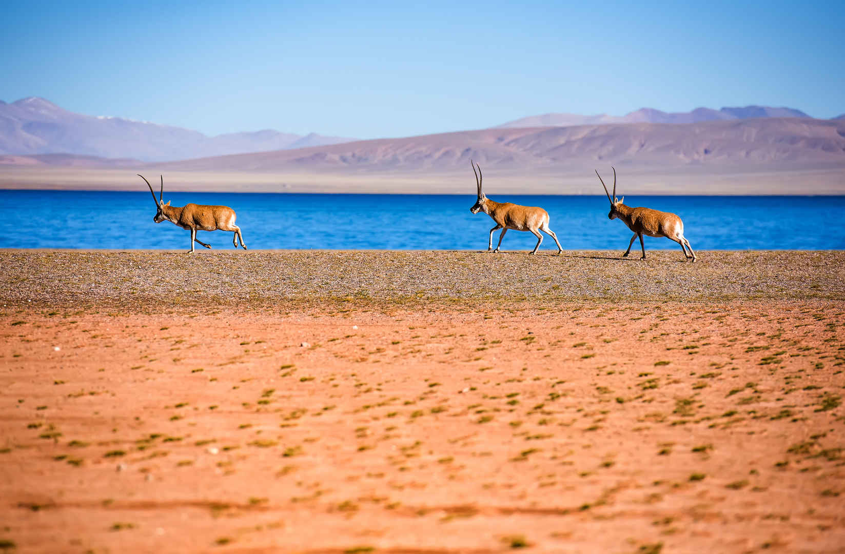 沙漠上的动物藏羚羊壁纸-