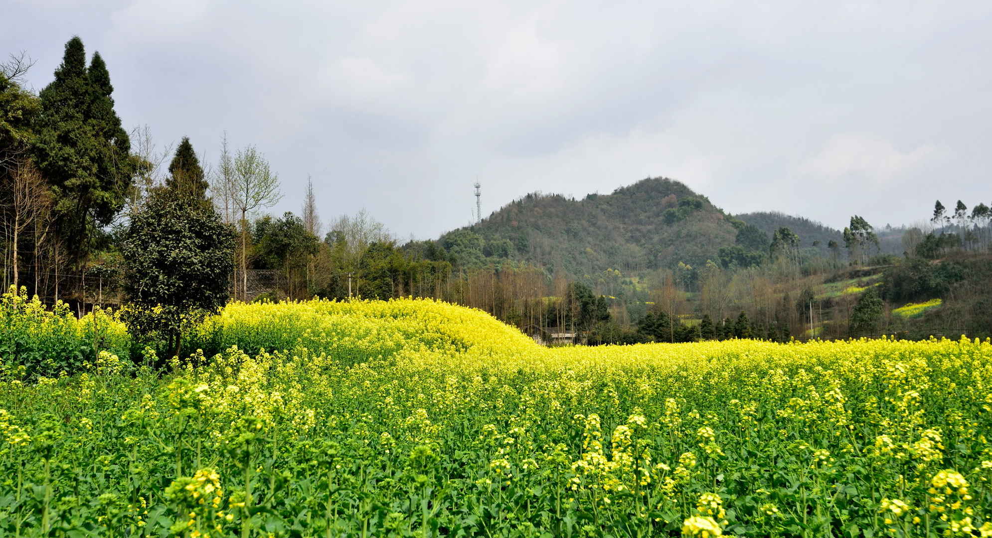 崇州油菜花风景壁纸图片