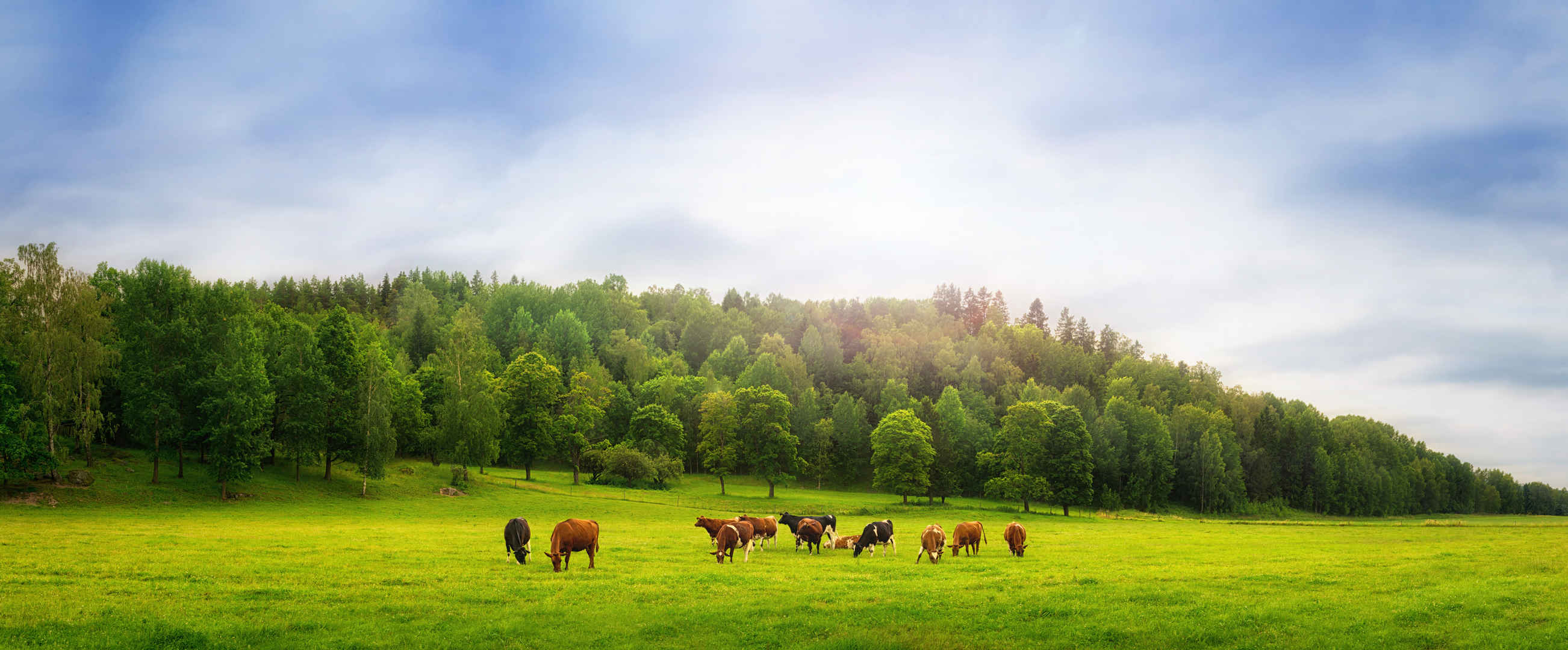 阳光绿色草地上的牛群8K壁纸-