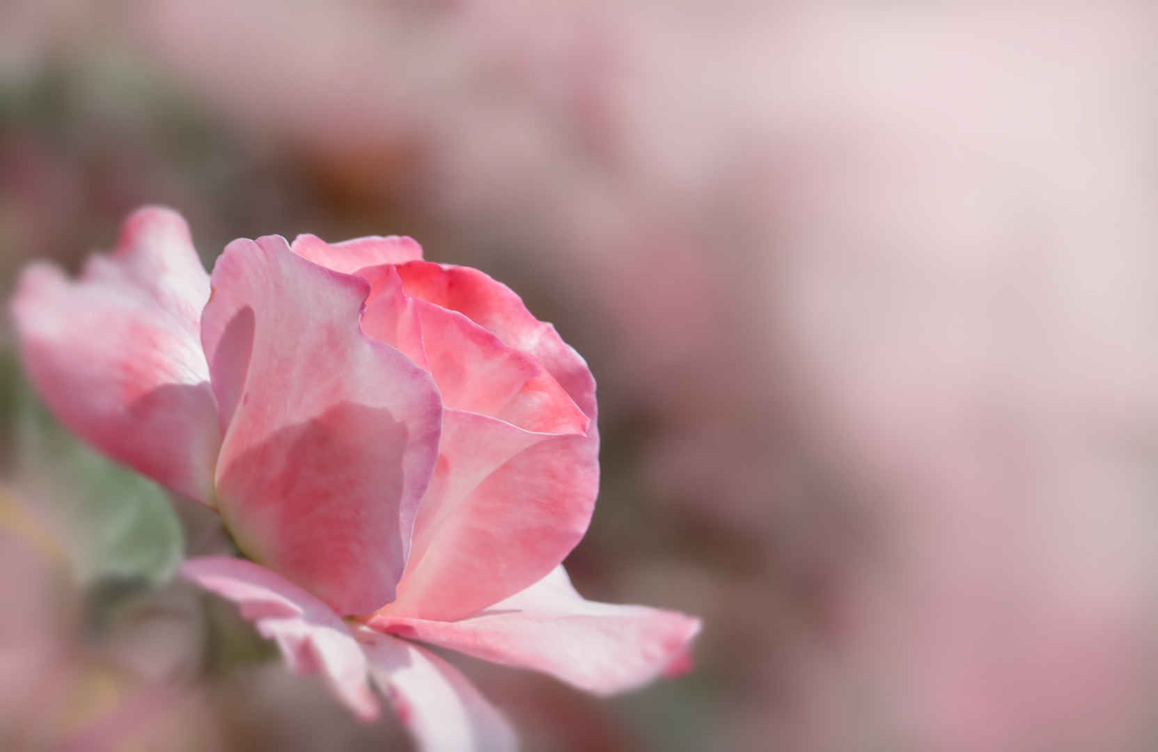 粉红月季玫瑰素雅图片