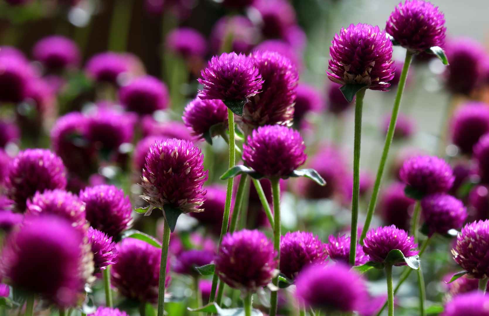 6K紫色观赏花图片