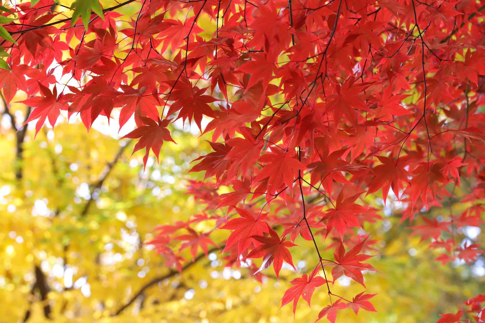 6K红火枫树叶秋季壁纸图片
