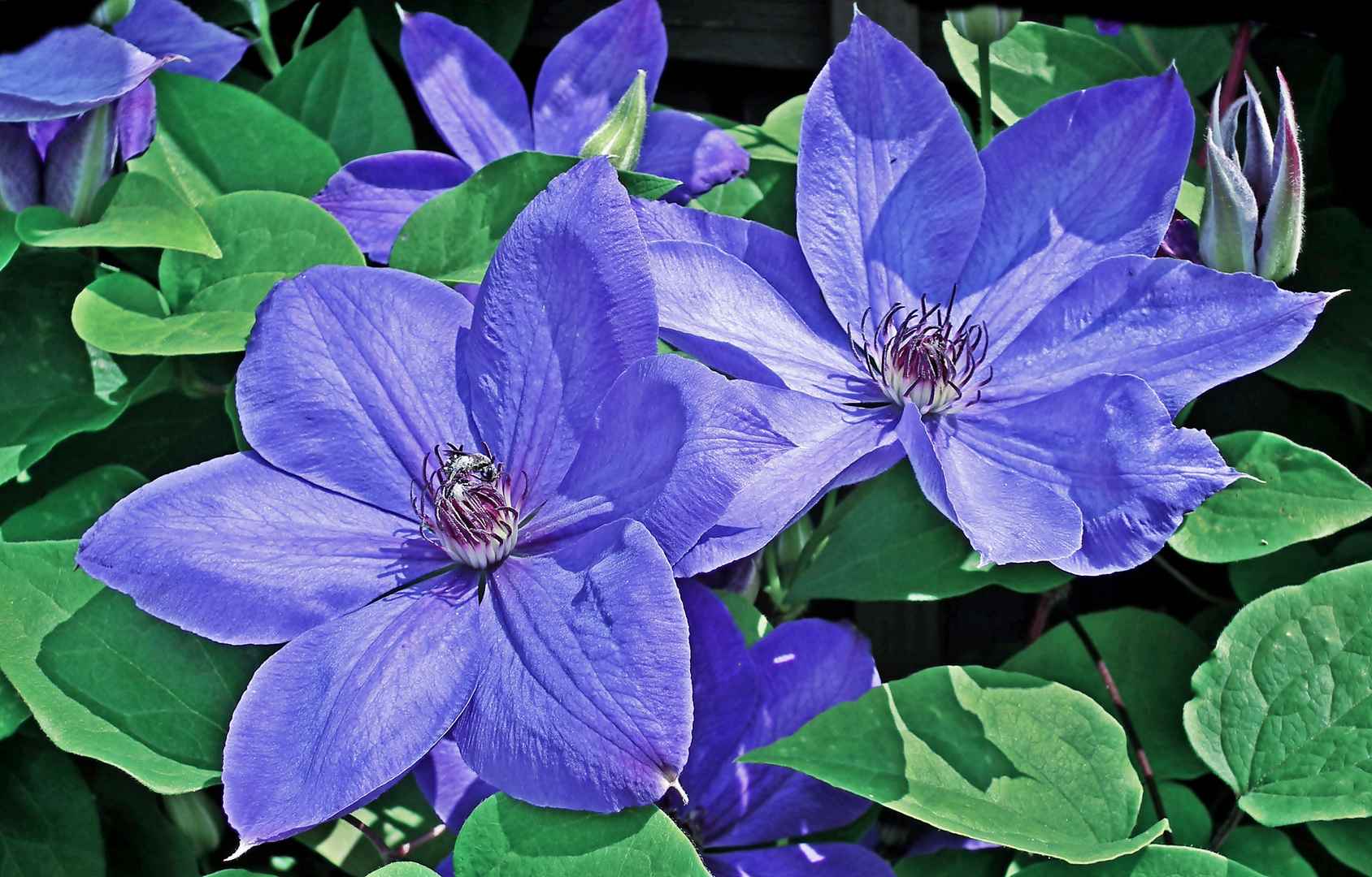 铁线莲花紫色图片