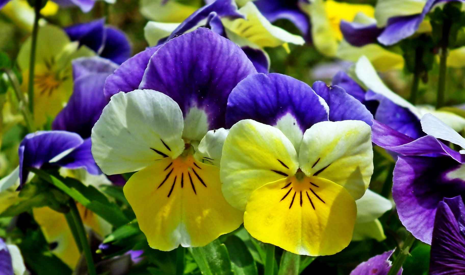 三色堇鲜花图片