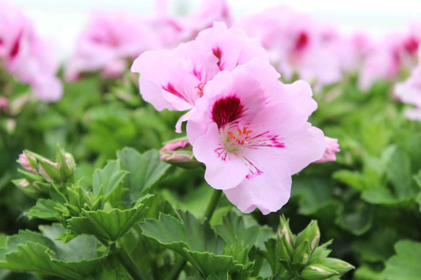 5K天竺葵花朵粉色图片-