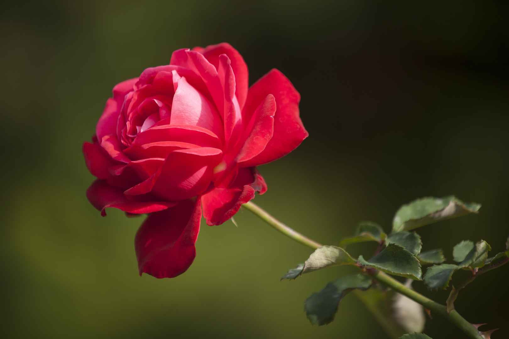 5K红玫瑰浪漫图片
