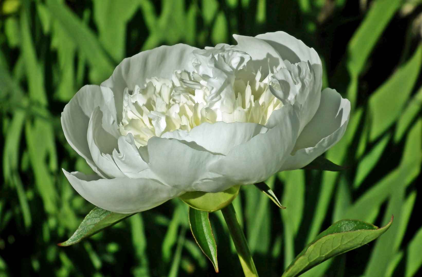 牡丹花花瓣白色图片