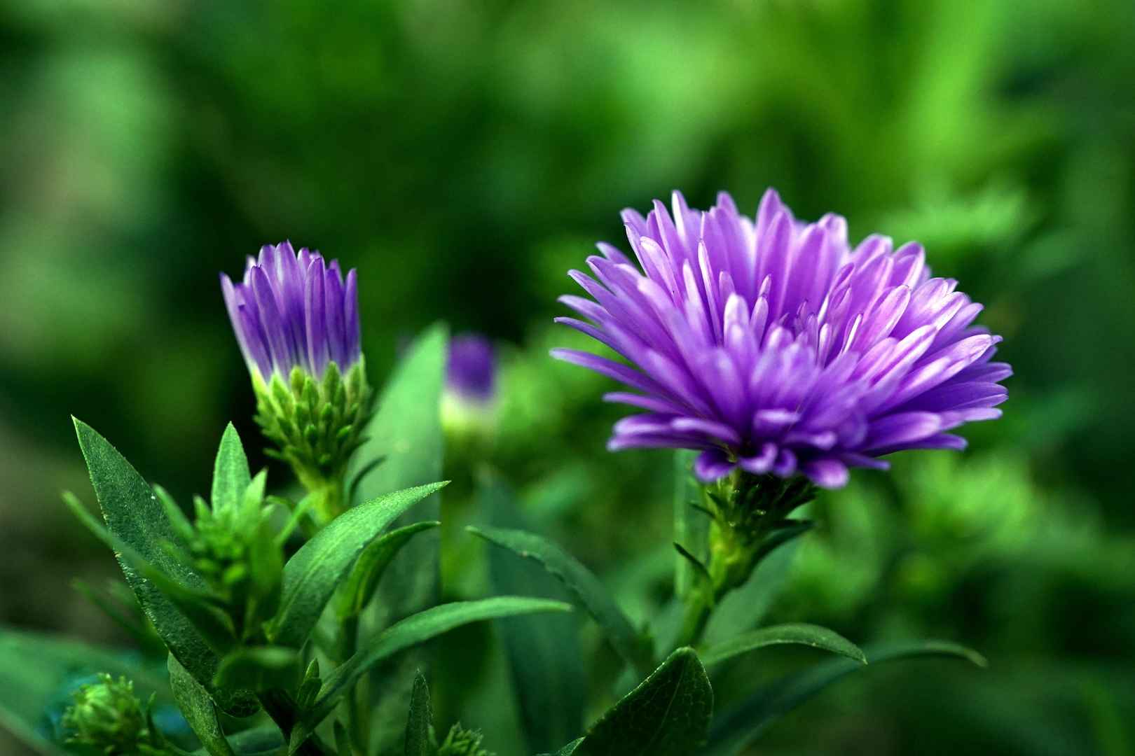 紫色翠菊花瓣图片