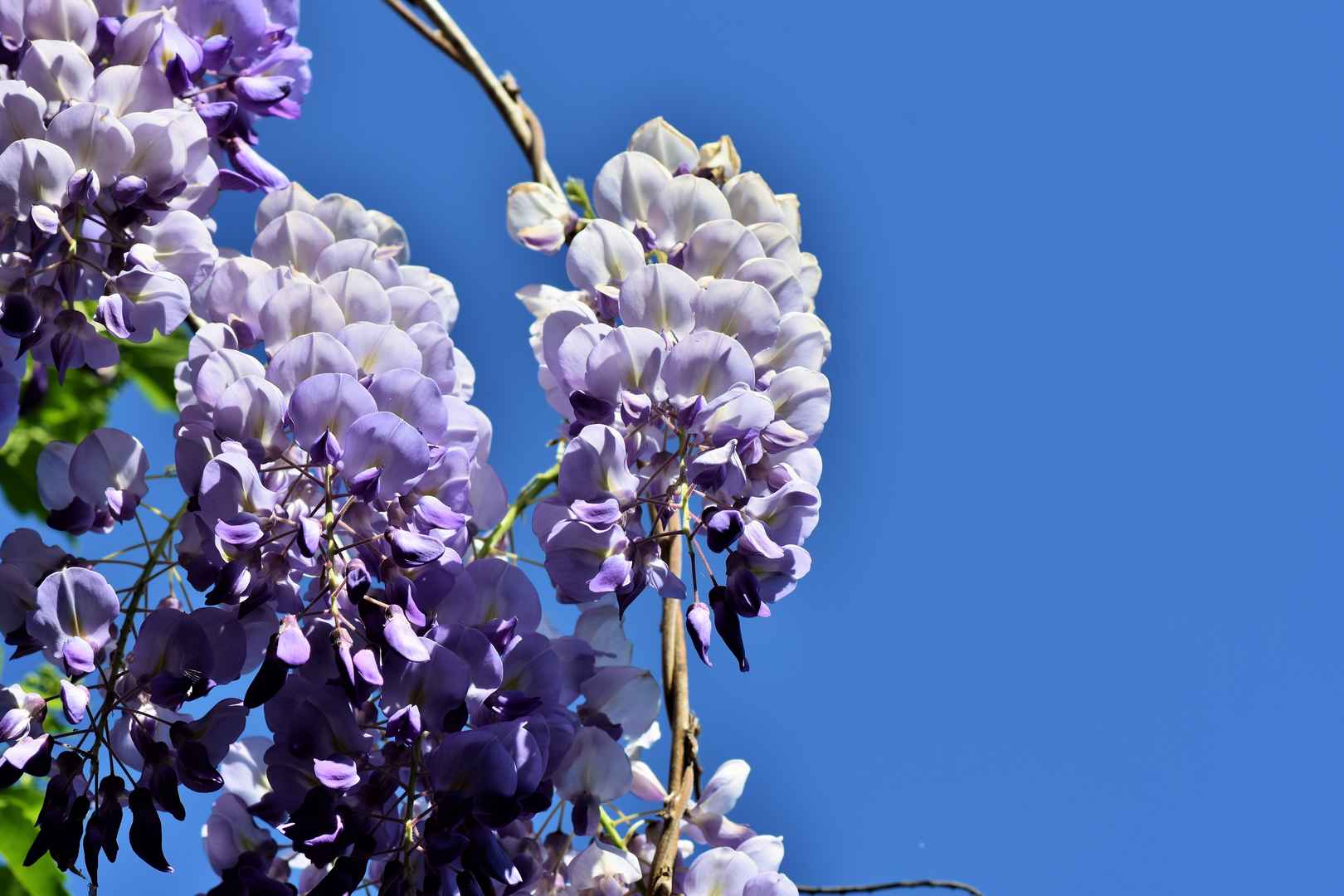 紫藤萝唯美素雅图片