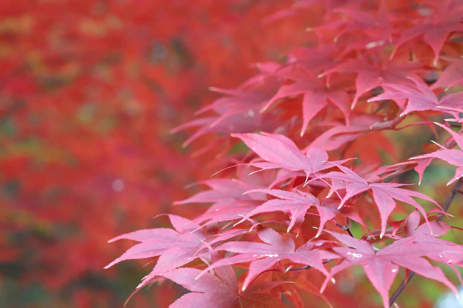秋季红色枫叶