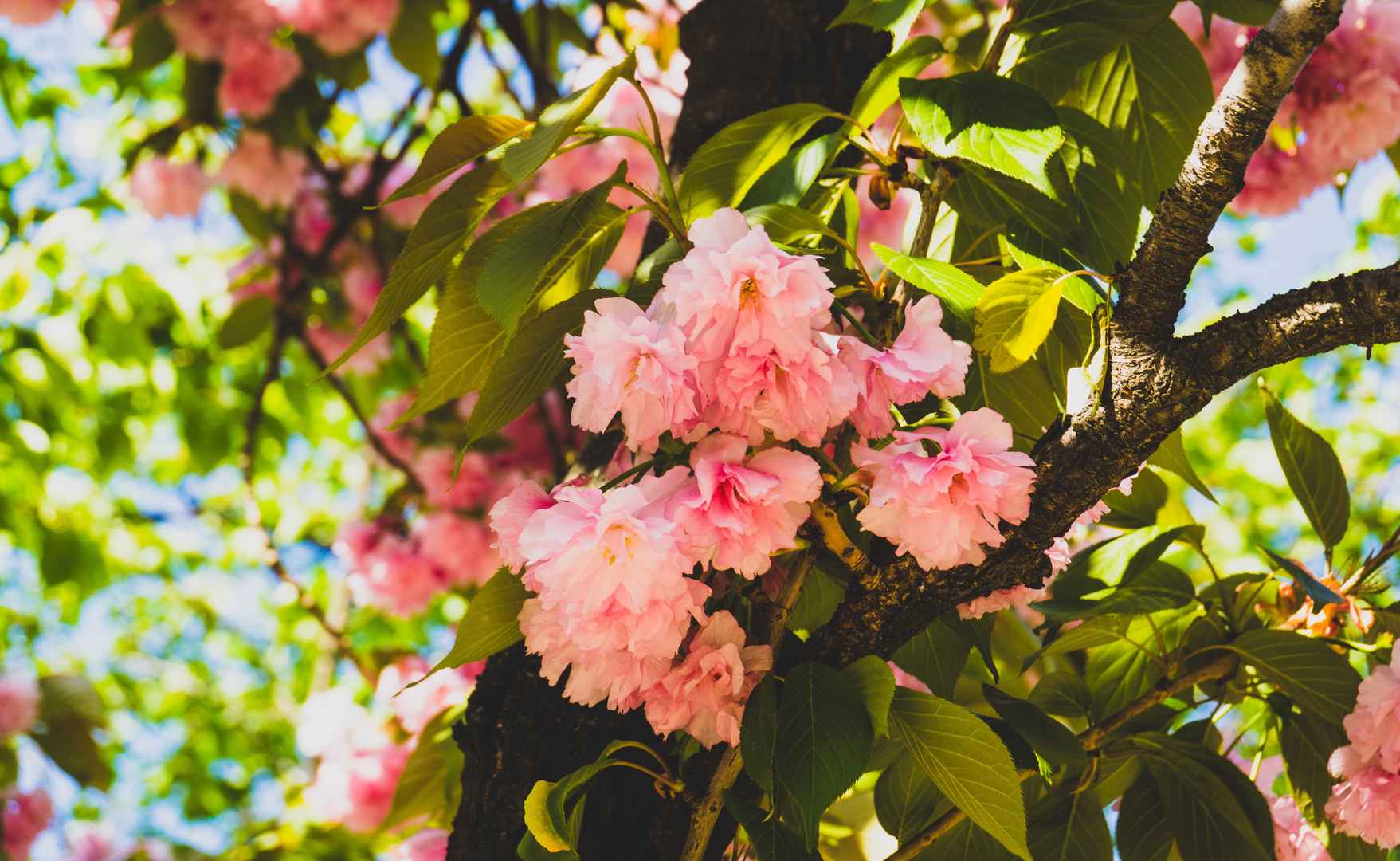 春季樱花粉红色图片
