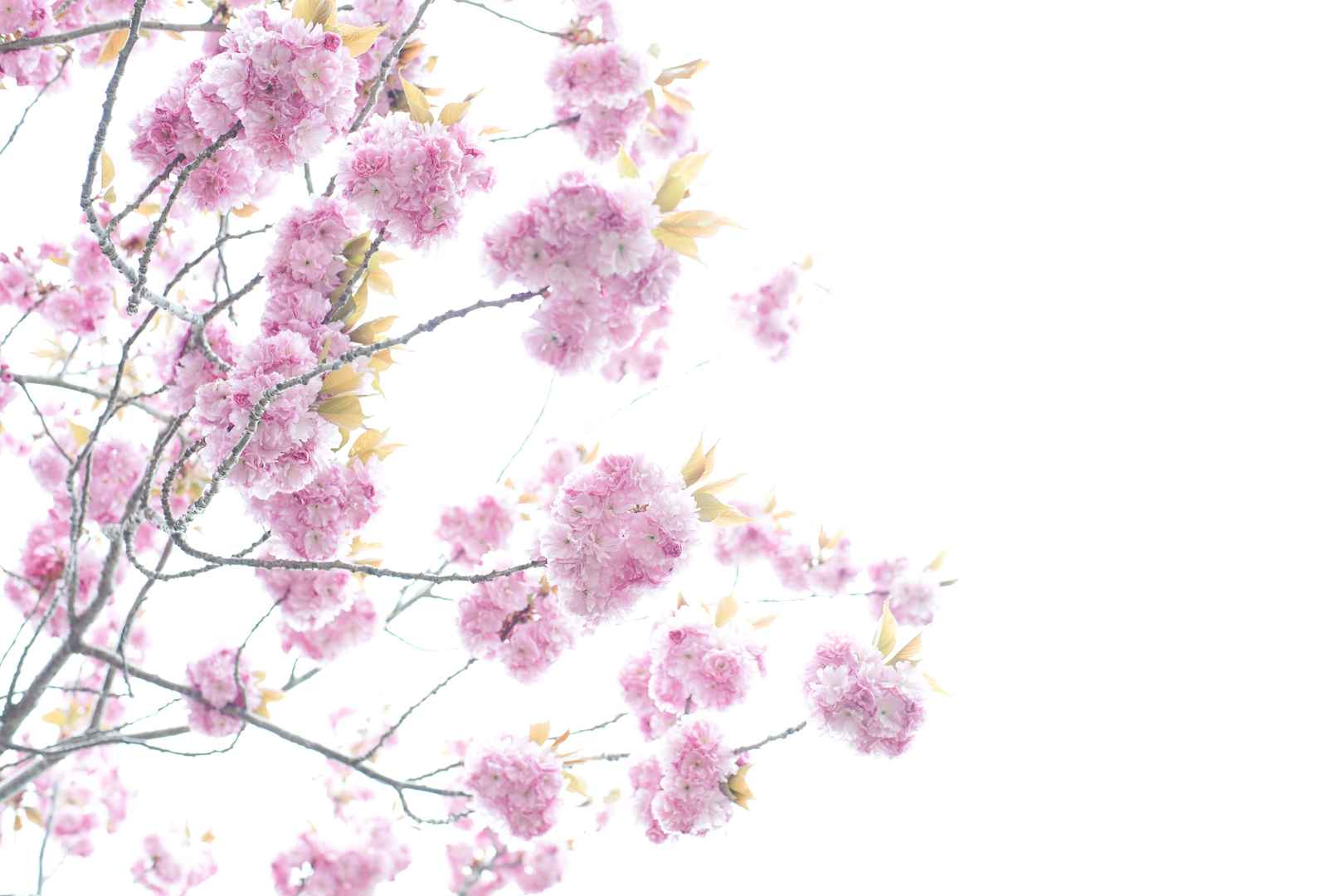 樱花清香鲜丽盛开壁纸图片