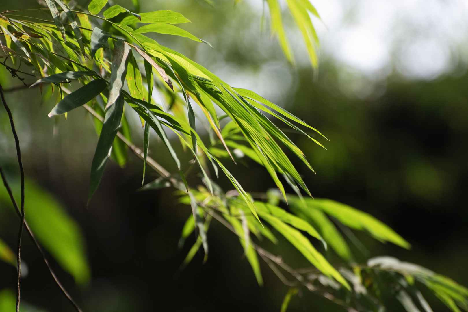 翠绿色竹子叶护眼壁纸图片-