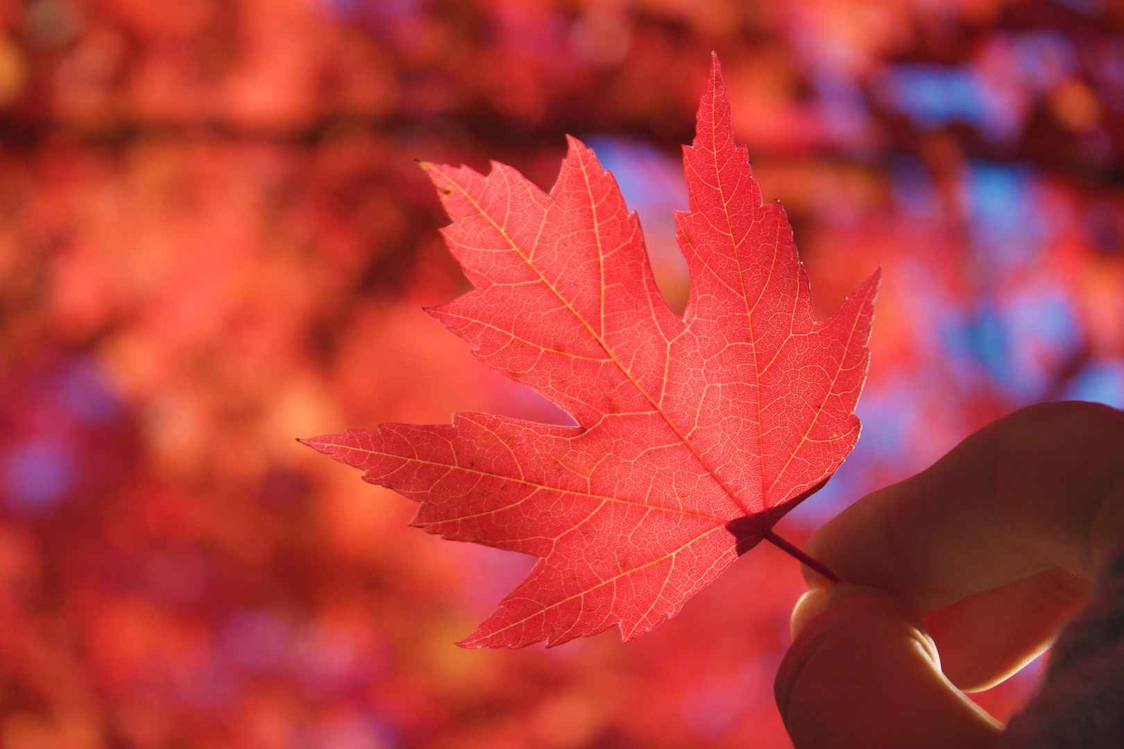 秋季枫叶红的似火壁纸图片